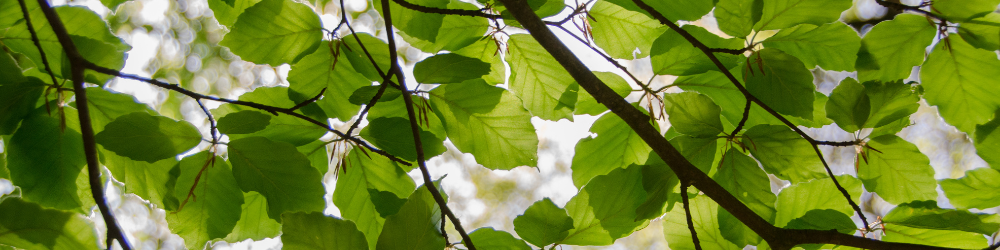 Bomen zijn belangrijk 2